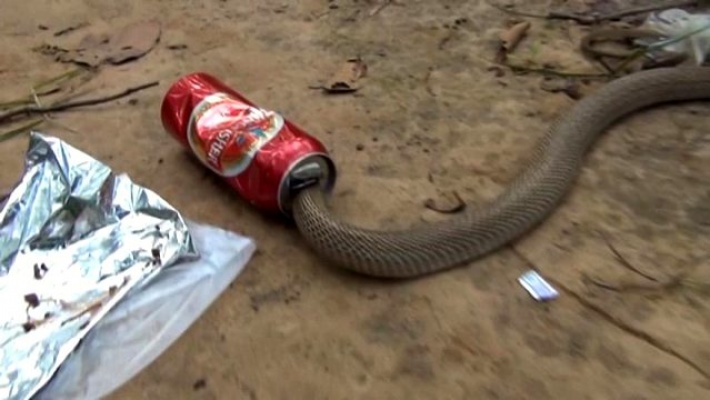 Bira kutusuna sıkışan zehirli yılan kurtarıldı
