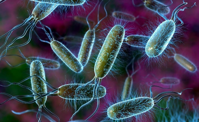 Bakterilerin düşünüldüğünden daha gelişmiş olduğu belirlendi