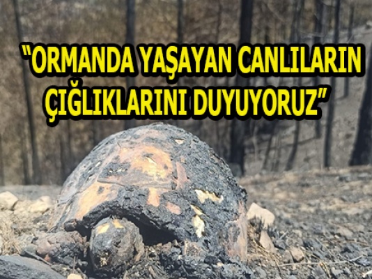 İskele Kaymakamı Toroslu: Eko sistem yok oldu