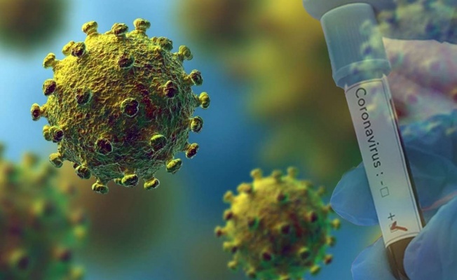 İsveç'te kemirgenler arasında yayılan yeni corona virüs tespit edildi