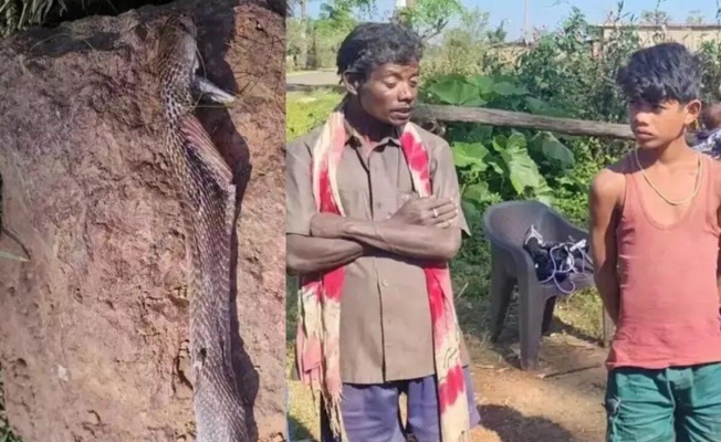 Koluna dişlerini geçiren kobra yılanını ısırarak öldürdü!