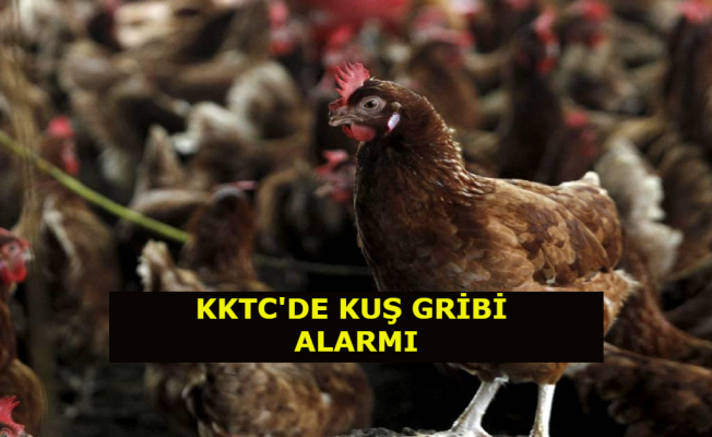 KKTC'de kuş gribi alarmı