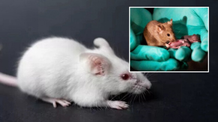 'iki babalı' fare yavrusu dünyaya getirildi: İnsan genetiğiyle oynamaya bir adım kaldı