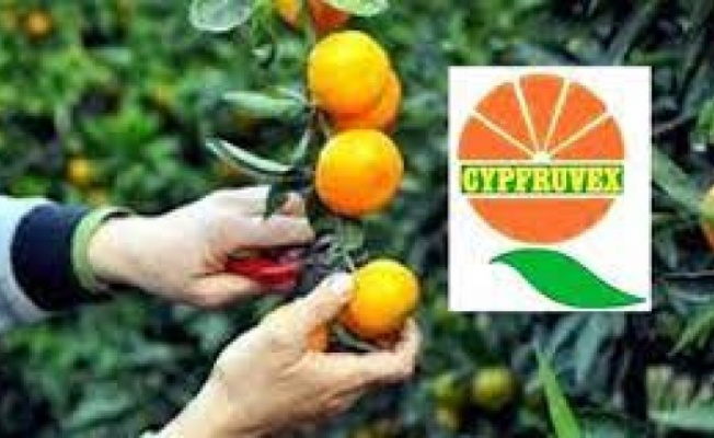 Cypfruvex'ten bayram müjdesi Cypfruvex'ten bayram müjdesi