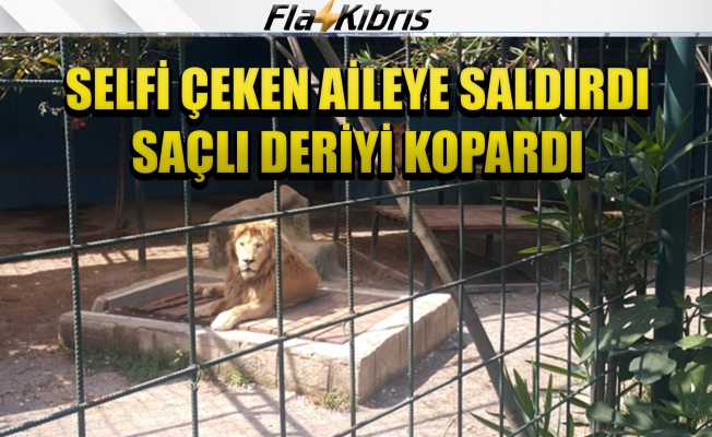 Selfie çekmek için kafese giren aileye aslan saldırdı