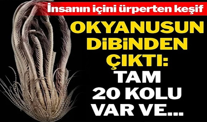 20 kola sahip yeni bir deniz canlısı türü keşfedildi