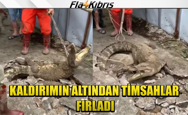 Kaldırımın altından timsahlar fırladı