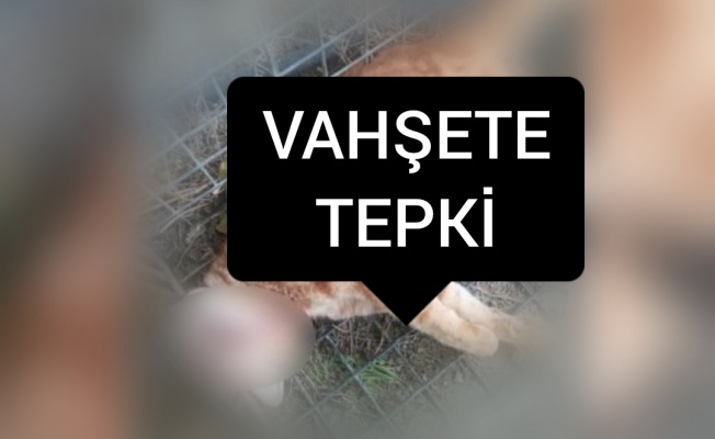 Kediyi canice katletti!... Basat: En ağır cezalar neyse verilsin