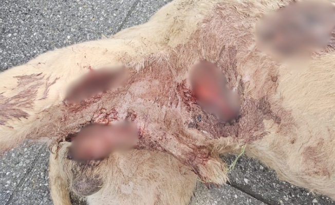 Başıboş Köpekler Dehşet Saçtı: Tarçın Yaşam Mücadelesi Veriyor