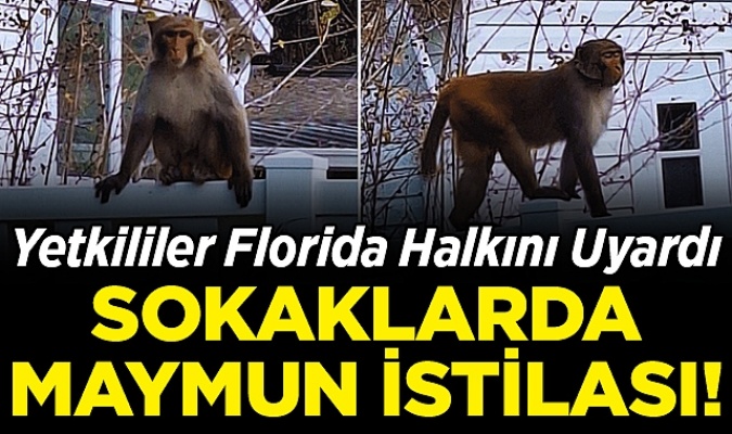 ABD'nin Florida eyaletindeki sokaklarda çok sayıda maymun görüldü