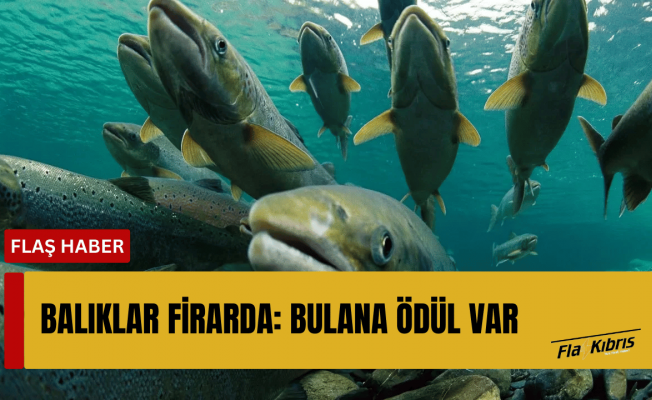 27 bin somon balığı kaçtı, bulanlara ödül verilecek