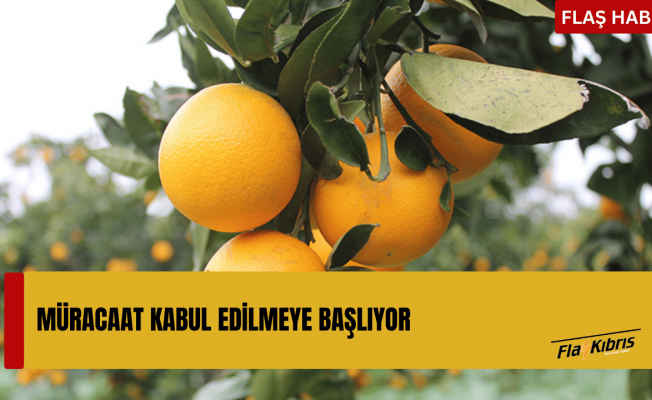 Cypfruvex, valensiya için müracaat kabulüne yarın başlıyor