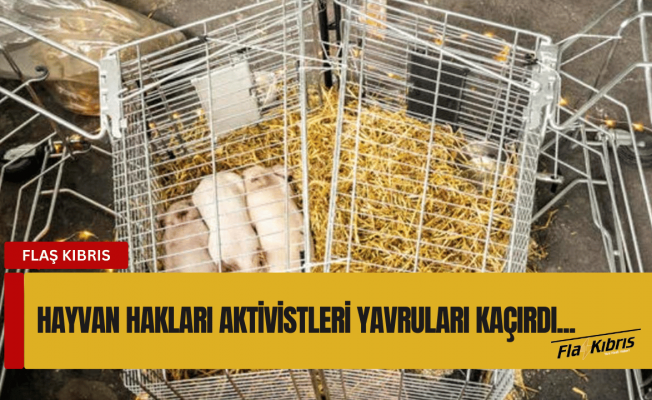 Danimarka'da 'sanat için' açlıktan öldürülmesi planlanan domuzlar kaçırıldı
