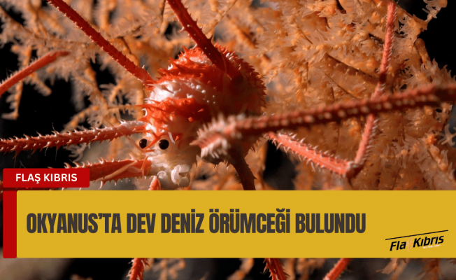 Okyanus tabanında sürünen dev deniz örümceği bulundu