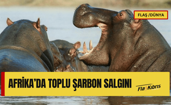 Onlarca su aygırı hayatını kaybetti