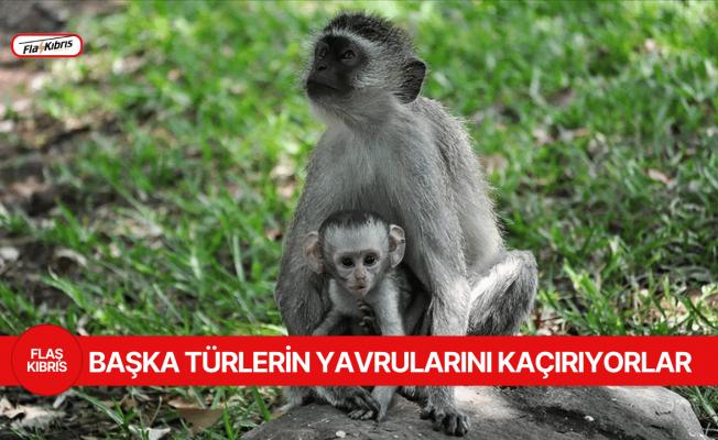 Canı sıkılan kapuçin maymunları başka türlerin yavrularını kaçırmaya başladı
