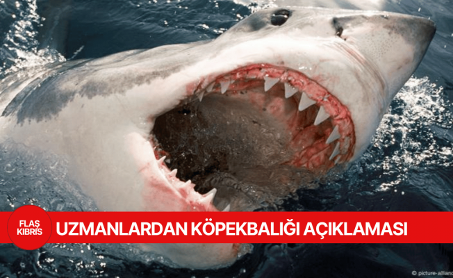 Köpek balıkları Akdeniz kıyılarına neden yaklaşıyor?