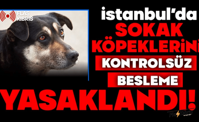 İstanbul Valiliği duyurdu: Sokak köpeklerini beslemek yasaklandı