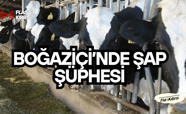 Boğaziçi’nde şap şüphesi: Numuneler türkiyeye gönderildi