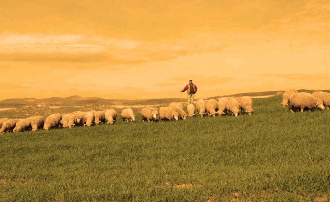 Dağyolu'nda Çoban'a yasal işlem