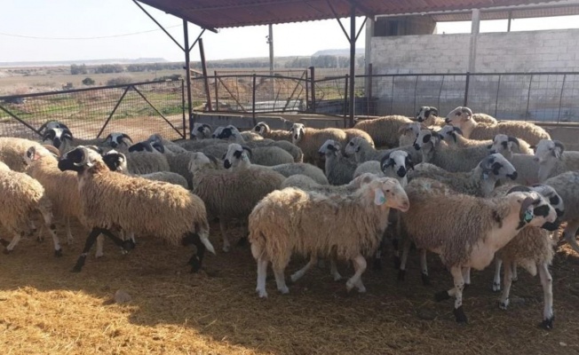 Bostancı köyünde köpek saldırısı: 12 koyun telef oldu, zarar 120 bin TL!