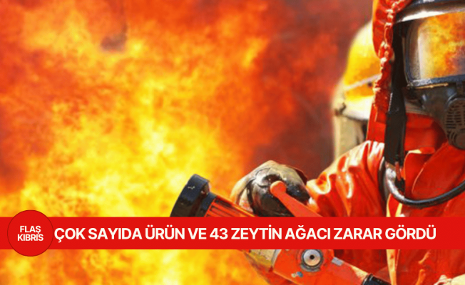 Mutluyaka'da Cazımoğlu Zeytinliği'nde yangın