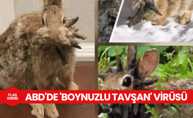 ABD'de "boynuzlu tavşan" virüsü