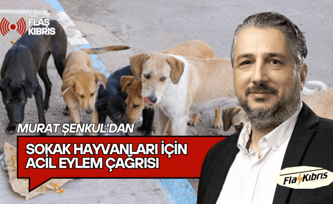 Şenkul uyardı: Sahipsiz Köpek Sayısı Kontrolden Çıktı...