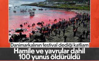 Faroe Adaları'nda katliam gibi festival: 100 şişeburunlu yunus öldürüldü