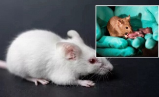 'iki babalı' fare yavrusu dünyaya getirildi: İnsan genetiğiyle oynamaya bir adım kaldı
