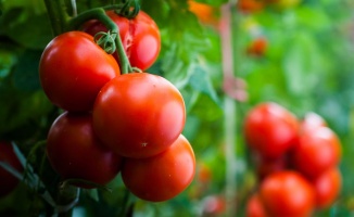 Gıda analizlerinde yerli ve ithal domateste limit üstü kalıntı bulundu