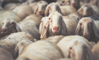 İthal edilecek Asaf ırkı koyun ve koçlar için son müracaat tarihi 31 Ocak