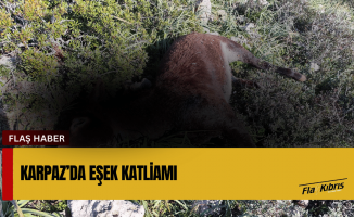 En az 14 Başıboş Eşek Canice Katledildi!