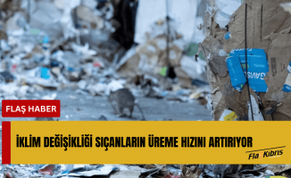 Küresel ısınma şehirlerdeki sıçan sayısını artırıyor