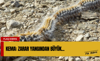 KEMA: Çam kese böceği nedeniyle kuruyan ormanlar için bütçe ayrılmalı