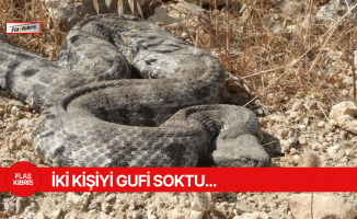 Güney'de iki kişiyi gufi yılanı soktu