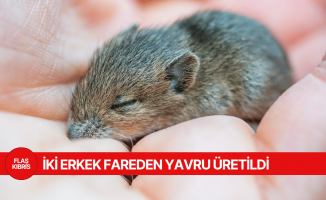 Dünyada ilk: İki babalı farelerin kendi yavrusu oldu