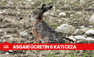 Ova tavşanlarını yakalamak için tuzak kuran şahsa asgari ücretin 6 katı ceza!