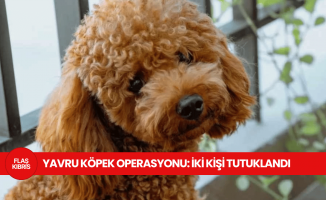Ercan Havalimanı’nda kaçak yavru köpek operasyonu