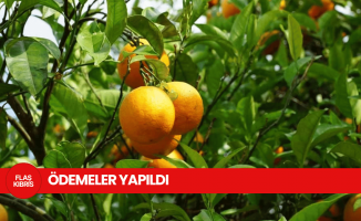 Tarım Bakanlığı, Narenciye tür değişikliği ödemelerini yaptı
