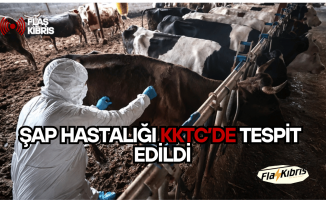 Şap Hastalığı KKTC’de Tespit Edildi