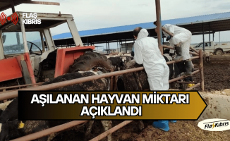 Veteriner Dairesi, 130 işletmede 17 bin 300 büyükbaş hayvanın aşılandığını duyurdu