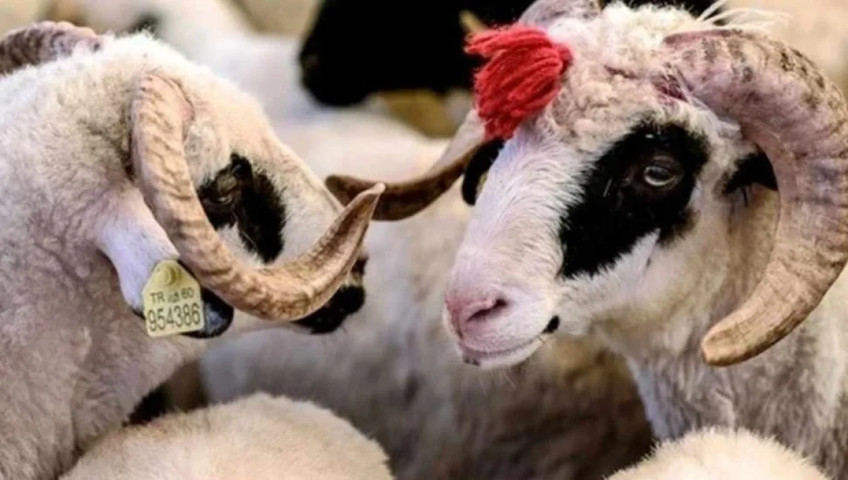 Veteriner Hekimler Birliği, kurban kesimi ve et tüketimiyle ilgili uyarılarda bulundu
