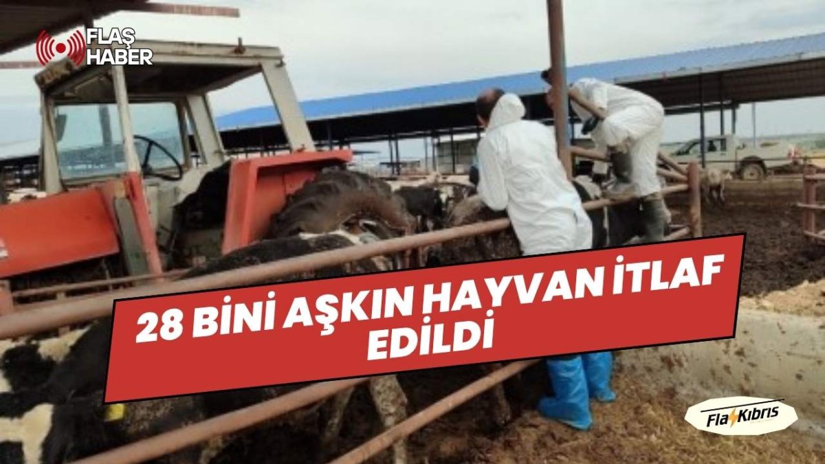 Güney Kıbrıs'ta şap 49 çiftliğe yayıldı: 28 bini aşkın hayvan itlaf edildi