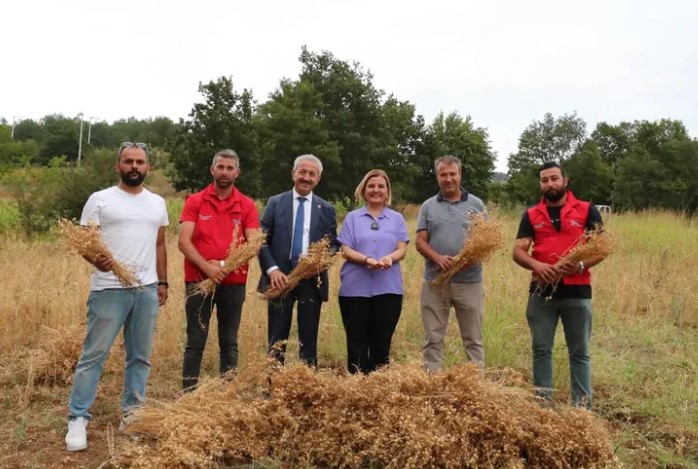 İzmit Belediyesi İlk Nohut Hasadını Gerçekleştirdi