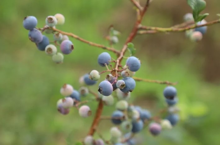 Ordu’da Mavi Yemişin Kilogramı 500 TL’den Alıcı Buluyor