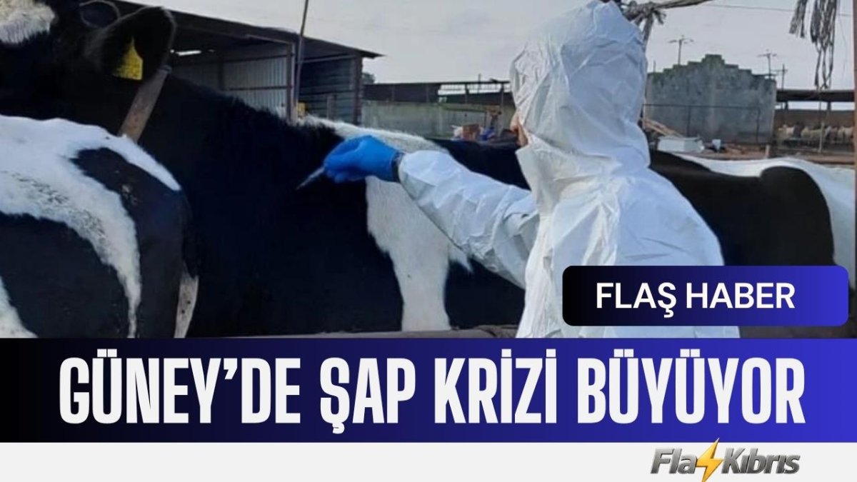 Güney Kıbrıs’ta şap görülen çiftlik sayısı 116’ya, etkilenen hayvan sayısı 76 bin 216'ya yükseldi