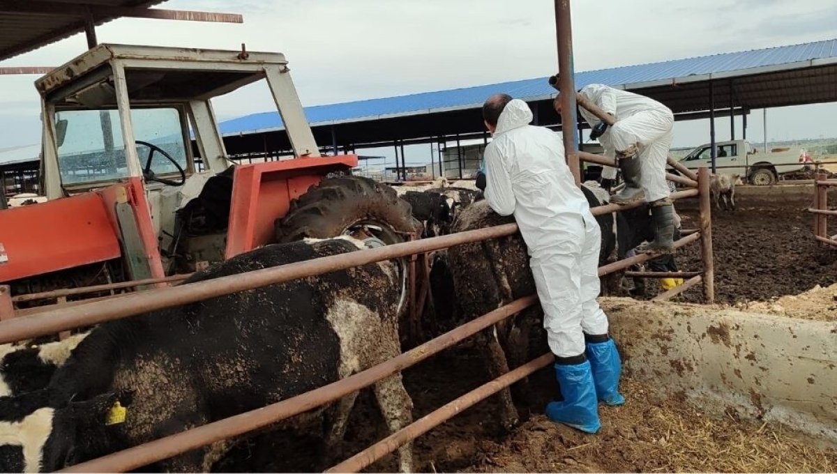 Güney Kıbrıs’ta şap hastalığı yayılmaya devam ediyor
