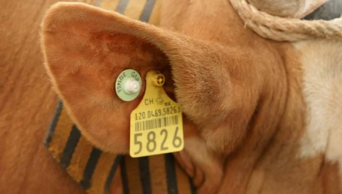 Güney Kıbrıs’ta şap hastalığı krizi: İki toplumlu komitede yeniden diyalog gündemde